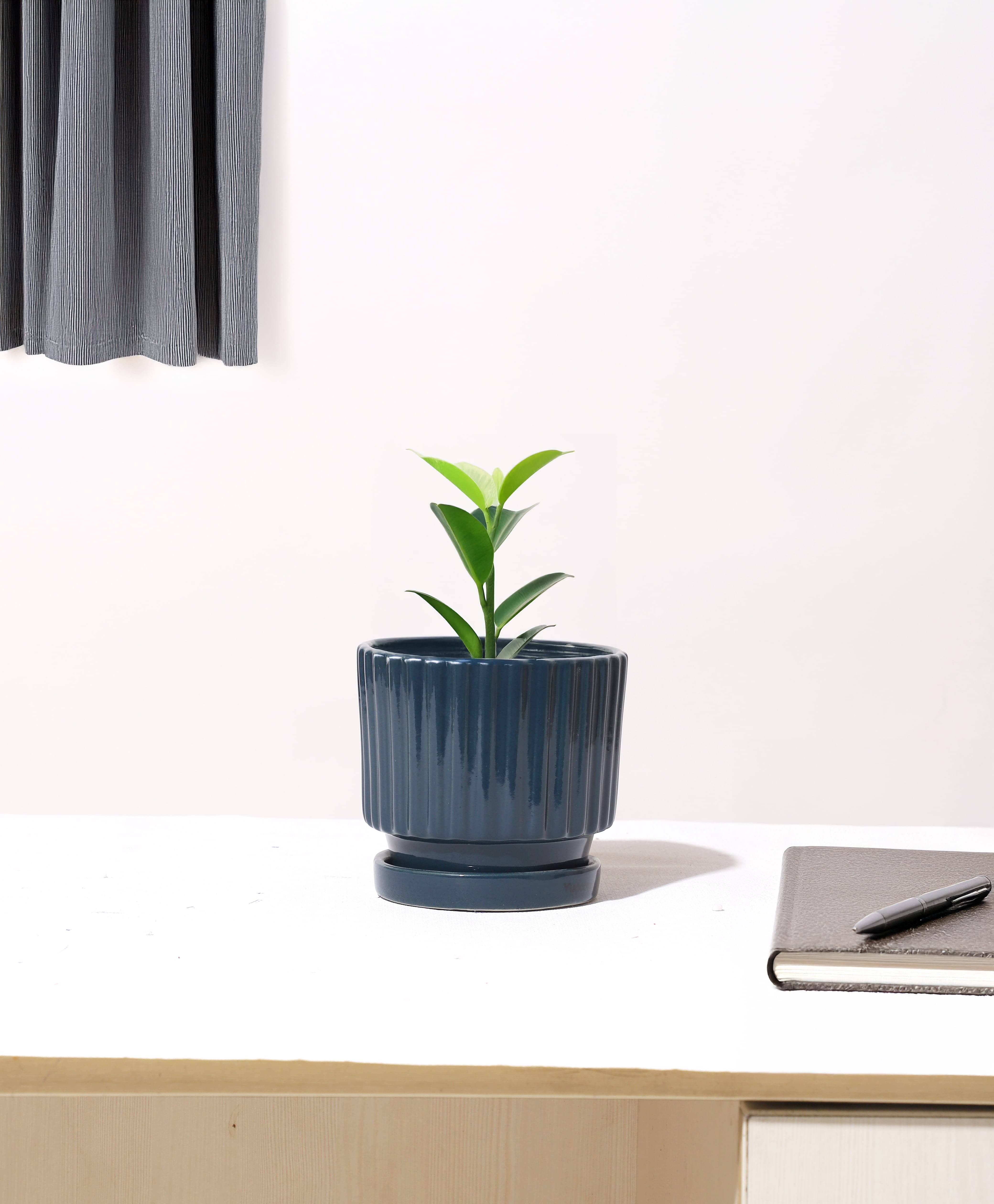 Bar Planter variation 1